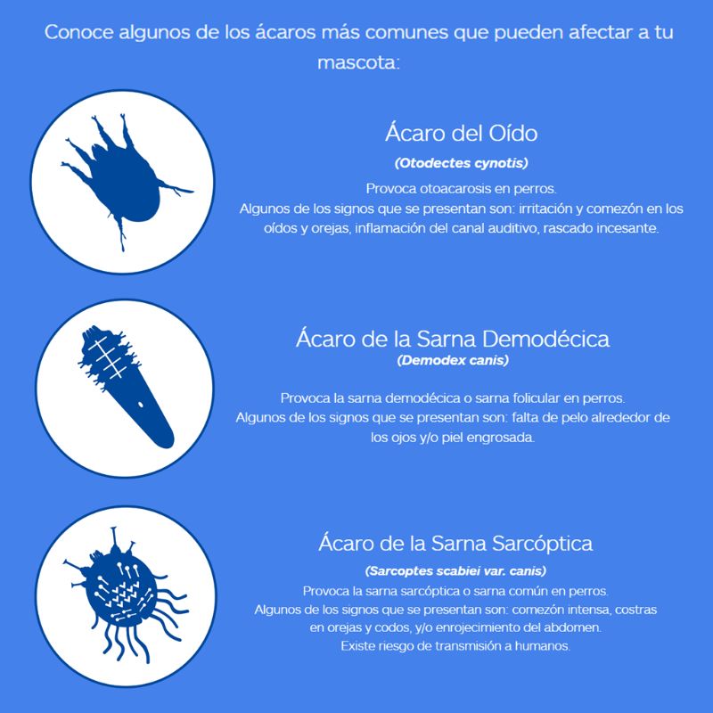 nexgard-spectra-perro-grande-1-tableta