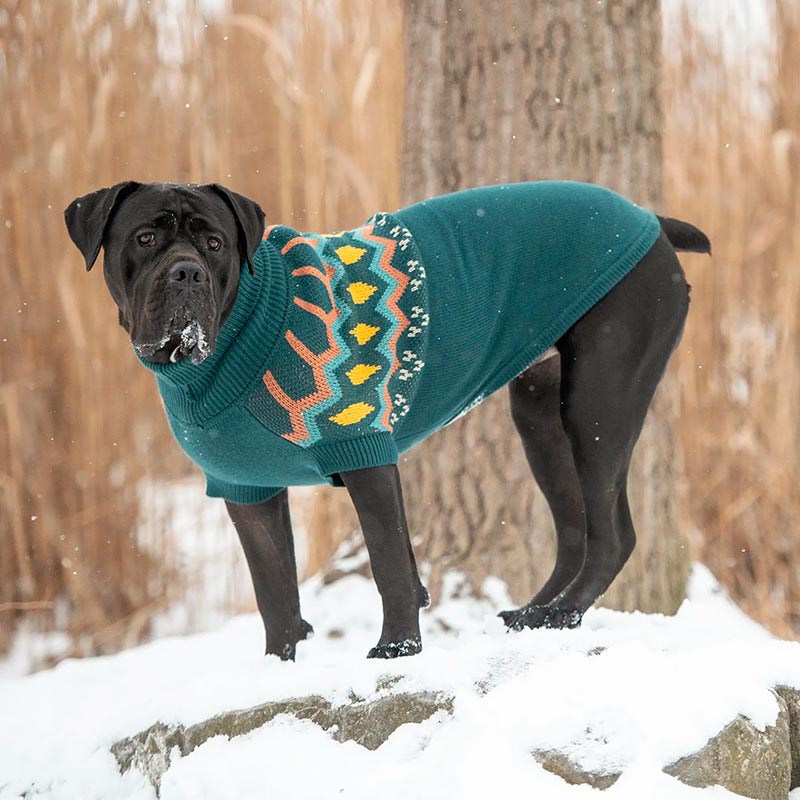 gf-pet-sweater-heritage-verde-azulado