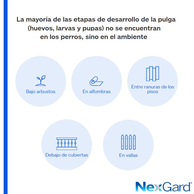 nexgard-spectra-perro-grande-1-tableta