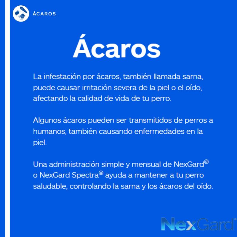 nexgard-spectra-perro-grande-1-tableta