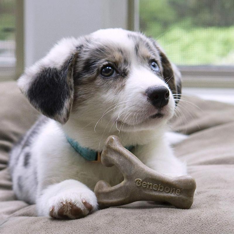 benebone-wishbone-tocino-para-cachorro