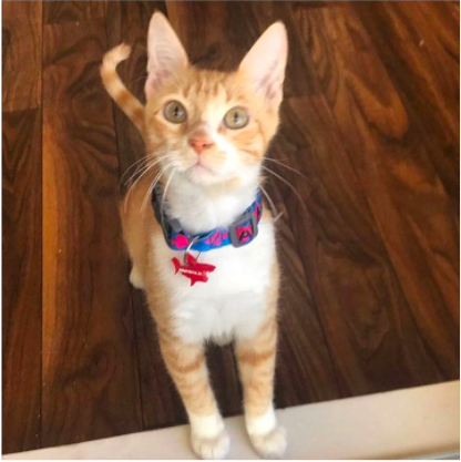 collar-patillas