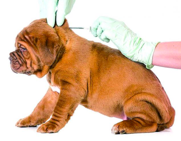microchip-de-identificacion-aplicacion-a-domicilio