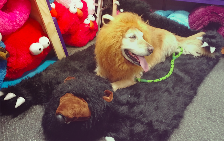 cama-tapete-oso