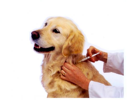 Microchip De Identificacion + Aplicacion A Domicilio