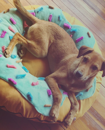 animali-trend-cama-dona